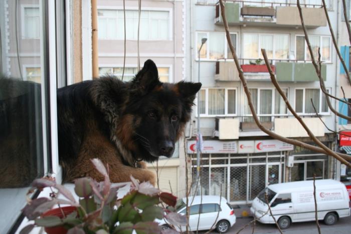 Pasa nin bizler hakkinda düsünceleri